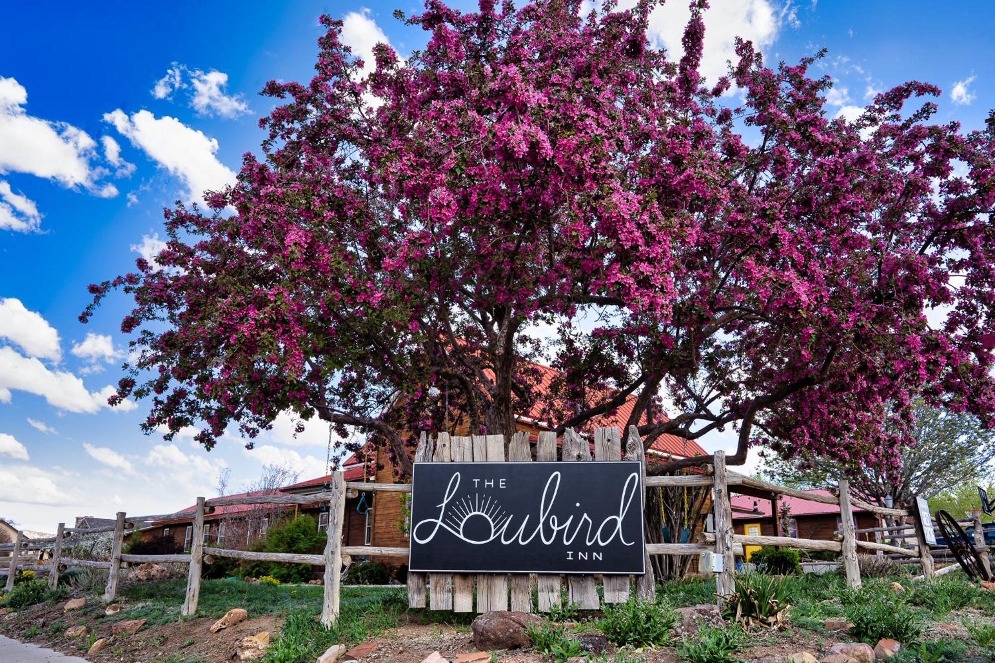 The Loubird Inn Escalante Zewnętrze zdjęcie